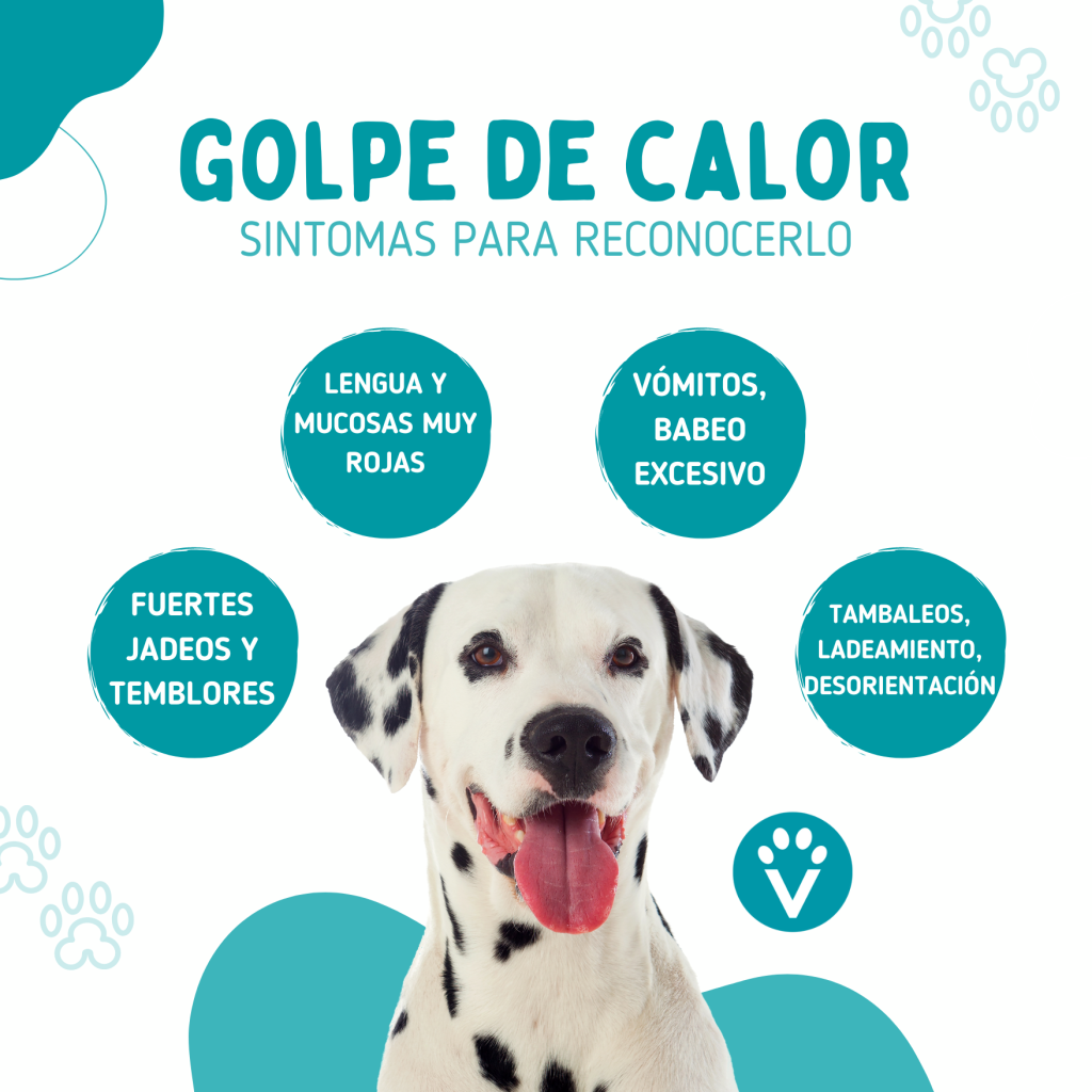 Golpe de calor en perros síntomas y tratamiento Vive Pet Resort