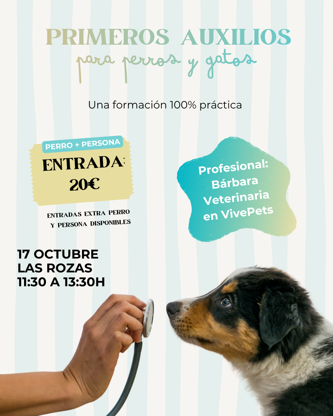 actividades con perro