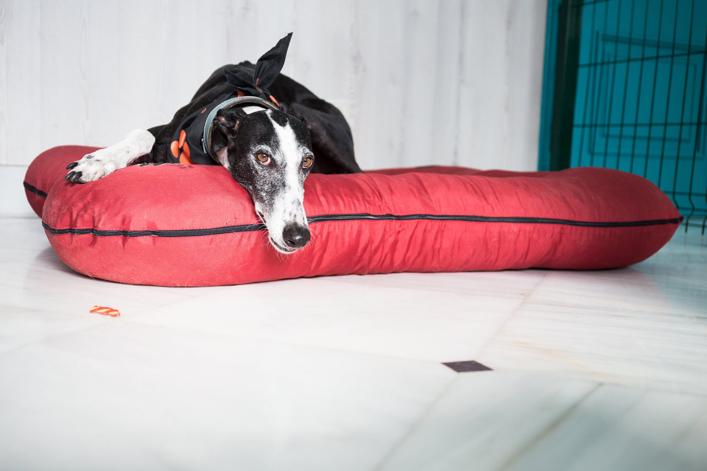 Residencia para Perros - Residencia para Perros - Resort de lujo para Perros - Vive Pet Resort Las rozas - Hotel para perros