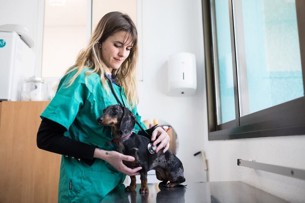 Consulta General a un perro en la Clínica Veterinatia para Mascotas - Mister Pet