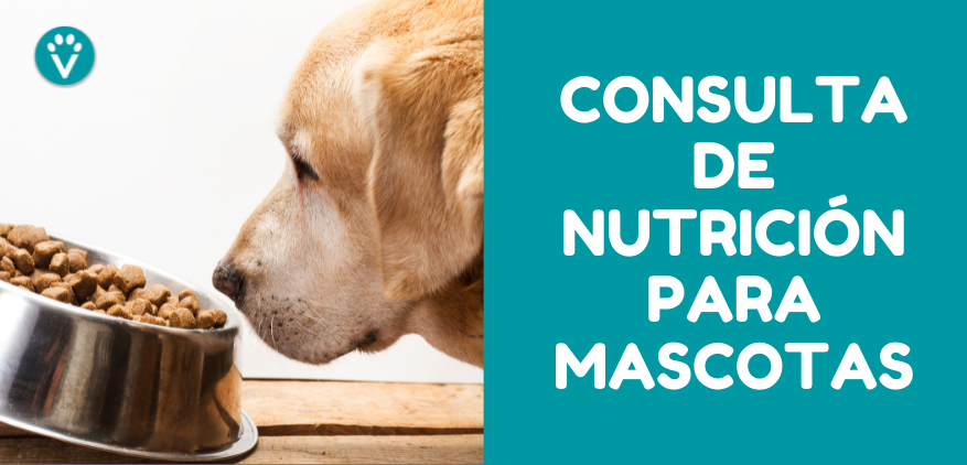 Consulta de Nutrición - Vive - Resort para Mascotas