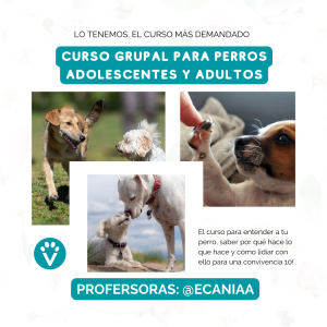 Clase grupal educación canina Las rozas