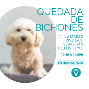 Quedada de bichones vive pet resort san Sebastián de los Reyes - Actividades con perro en Madrid