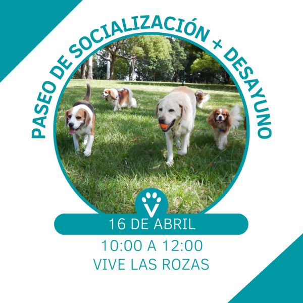 Paseo de socialización con perro en Las Rozas