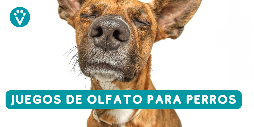 https://vivepetresort.com/wp-content/uploads/2023/03/Peluqeria-canina-y-felina-en-Las-rozas-Vive-Pet-Resort-Stripping-en-perros-2-866x433.png