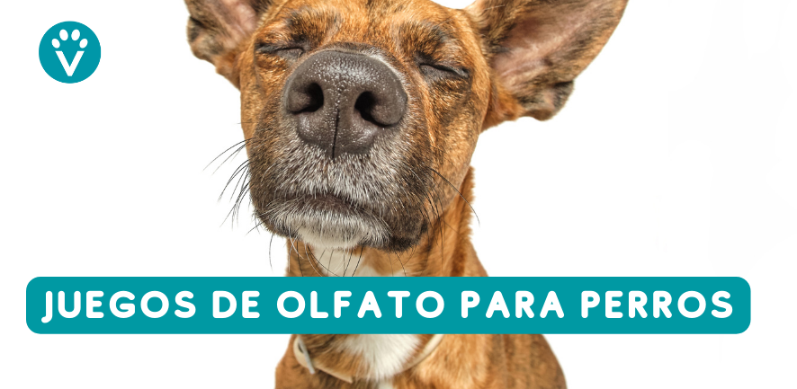 Juegos de olfato para perros - Vive - Resort para Mascotas