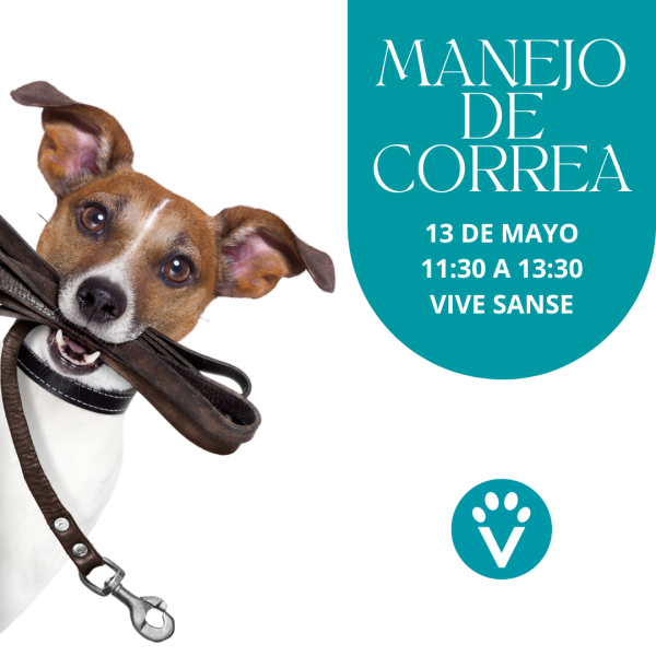 Clase Manejo de Correa - Actividades con perro Madrid - Vive Pet Resort San Sebastián de los Reyes