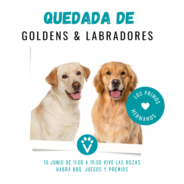 Quedada de goldens y labradores Madrid - Vive Pet Resort