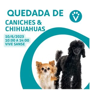 QUEDADA DE CHIHUAHUAS Y CANICHES (Sanse 10 Jun. 10h)