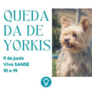QUEDADA DE YORKIS (Sanse 04 Jun. 10h)