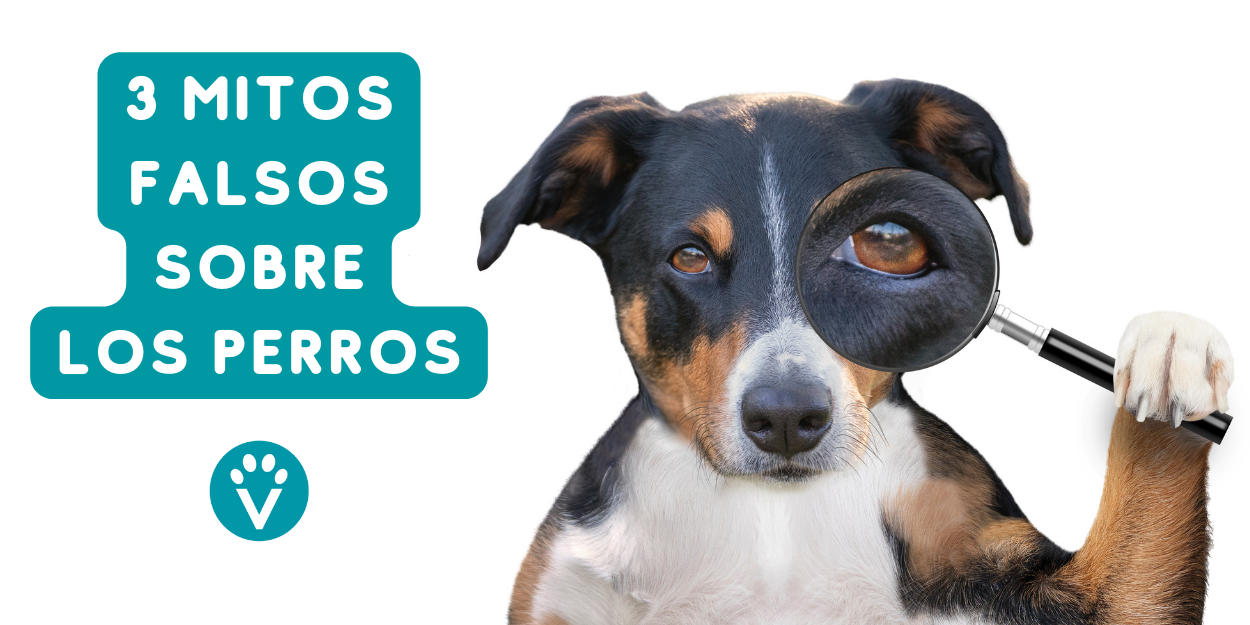 los perros saben que son perros