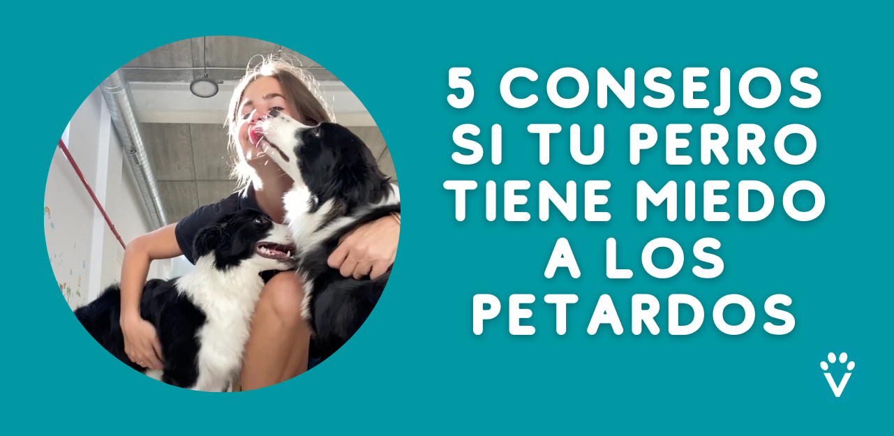 https://vivepetresort.com/wp-content/uploads/2023/12/5-consejos-si-tu-perro-tiene-miedo-a-los-petardos-blog-vive-pet-resort.png