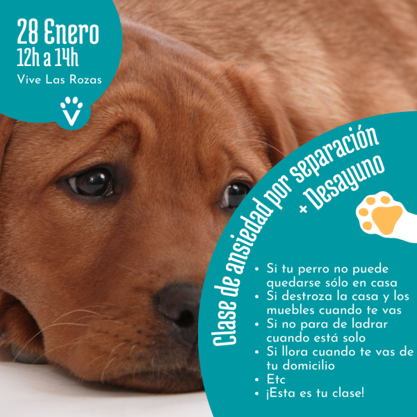 Clase de ansiedad por separación en perros - vive pet resort Las Rozas - educacion canina