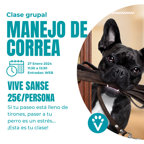 Clase grupal de manejo de correa - vive pet resort San Sebastián de los Reyes