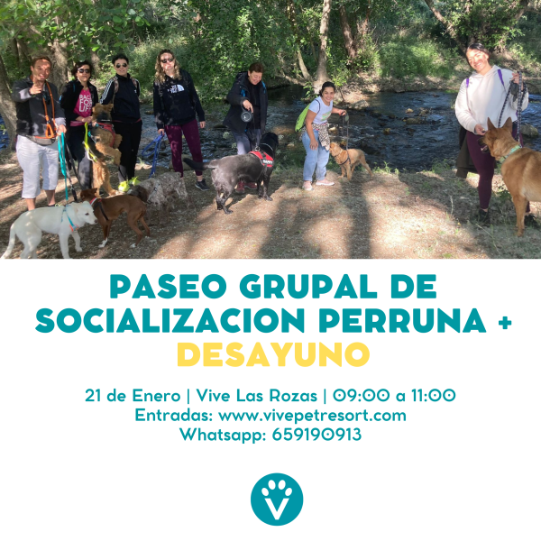 Paseo de socialización en grupo - Vive Pet Resort Las Rozas