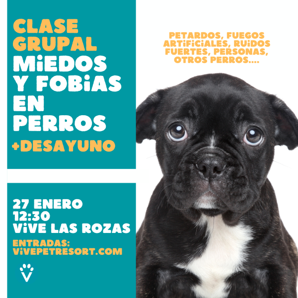 clase miedos y fobias en perros - actividades para perro en madrid - vive pet resort Las Rozas