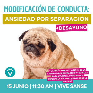 Entrada Persona Clase Ansiedad por Separación (Sanse 15 Junio)
