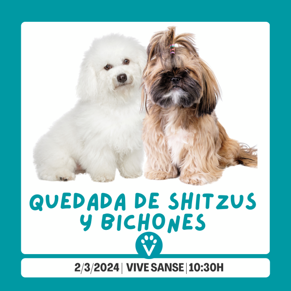 Quedada de bichones y shitzus en madrid - VIVE pet resort SAN sebastian de los reyes