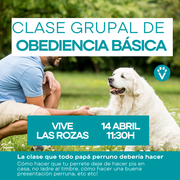 Clase grupal educación canina en Madrid - Vive Pet Resort Las Rozas