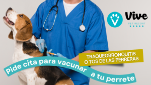 Que es la tosnde las perreras - clinica veterinaria en madrid - tips veterinarios